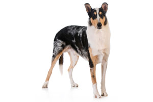 Collie (Kurzhaar) Charakter